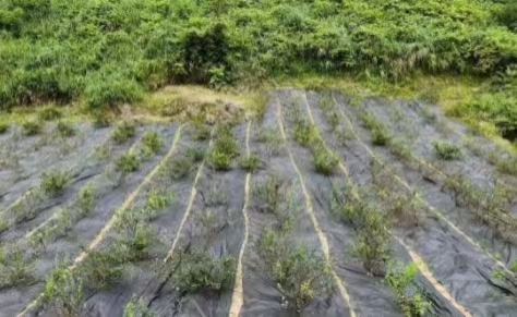 Weed Control Fabric for Poland Nurseies and Orchards: Long-term Weed Control